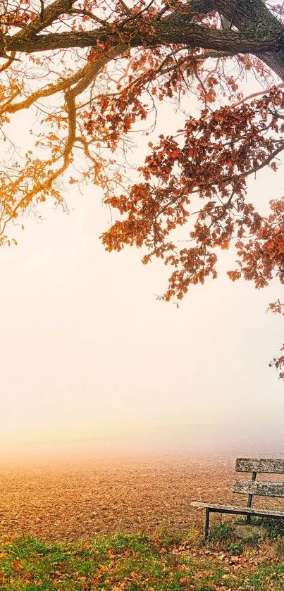Serene autumn park with tree and bench in a hazy setting.