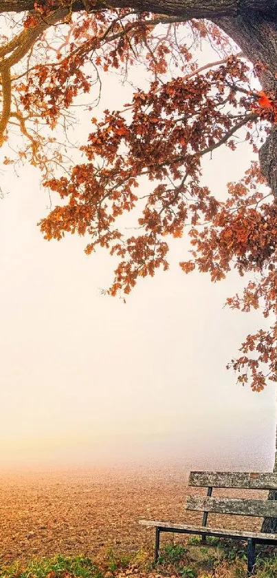 Autumn park with bench under orange-foliaged tree in fog.