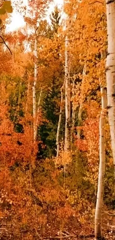 Vibrant autumn birch forest with orange leaves and serene atmosphere.