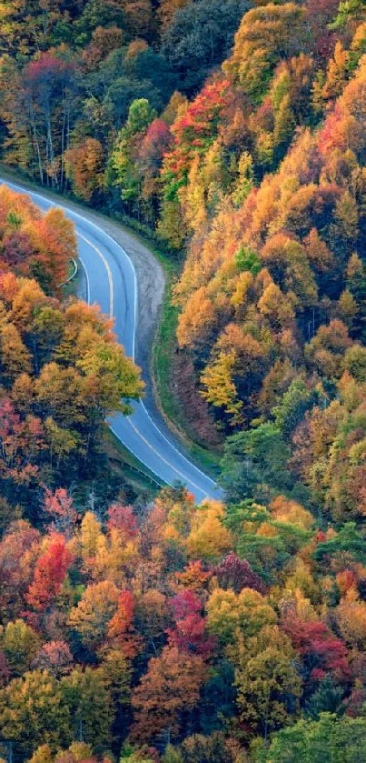 Autumn forest with winding road and vibrant foliage colors.