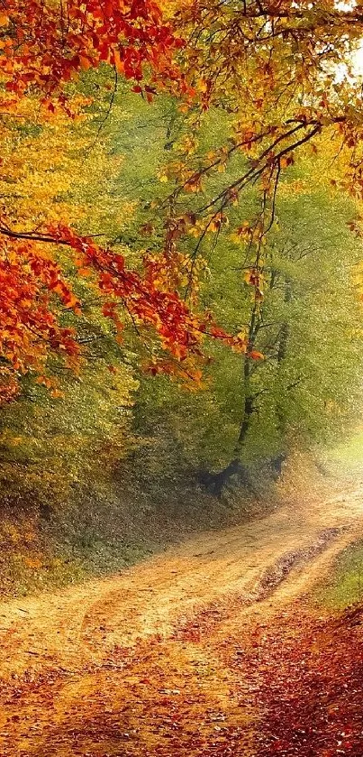 Autumn forest path with vibrant orange foliage.