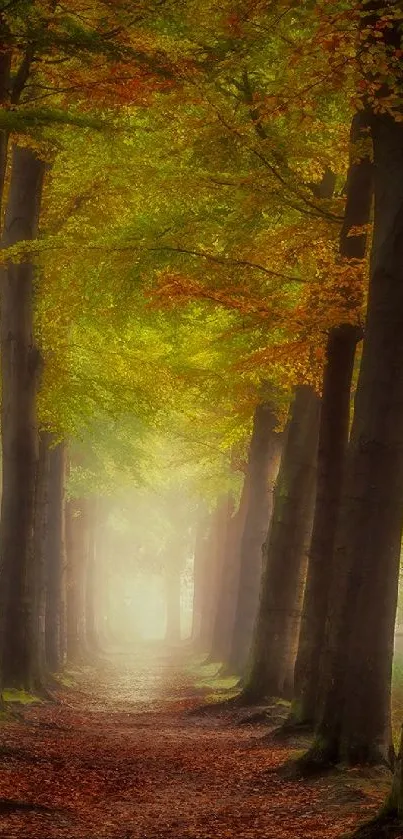 Misty autumn forest path with vibrant fall leaves and tall trees.