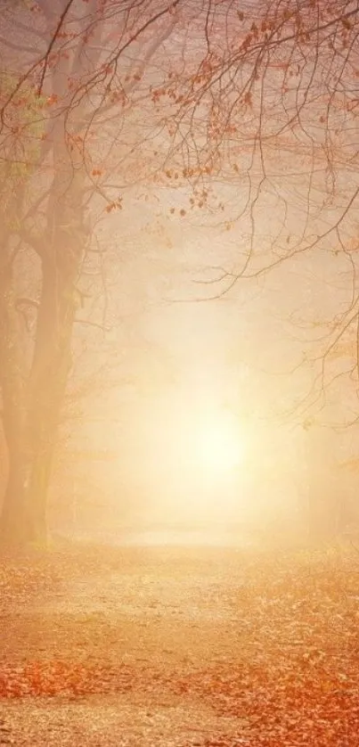 Serene autumn forest path with golden sunlight.