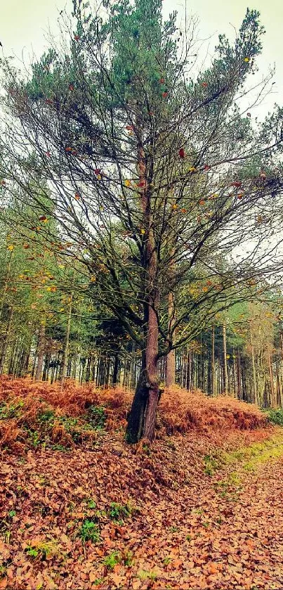 Autumn forest path surrounded by fallen leaves and trees.