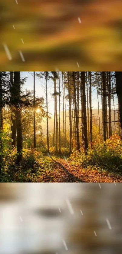 Serene autumn forest path with sunlit trees and vibrant foliage.