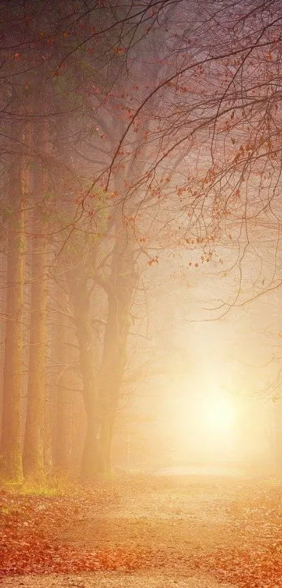 Misty autumn forest with sunlit path.