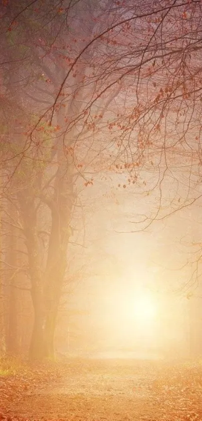 Misty autumn forest path with sunlight and fallen leaves.