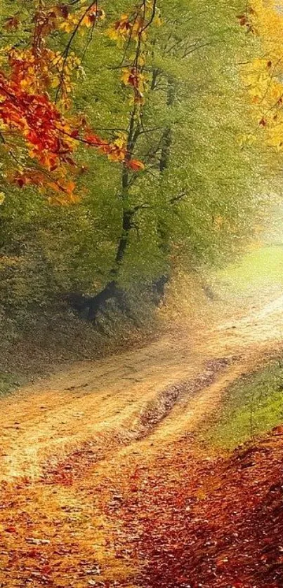 Serene autumn forest pathway with vibrant fall colors.