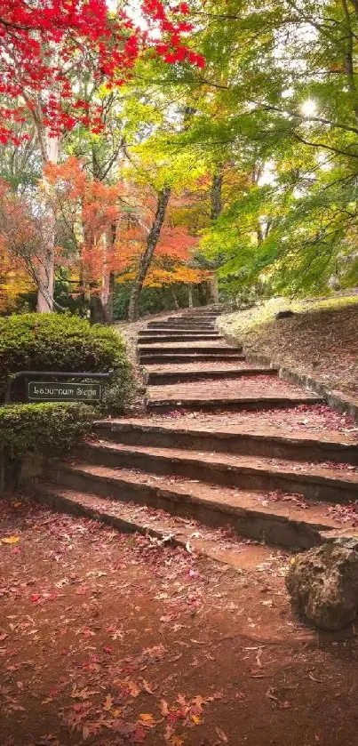 Rustic stone steps in an autumn forest with vibrant foliage.