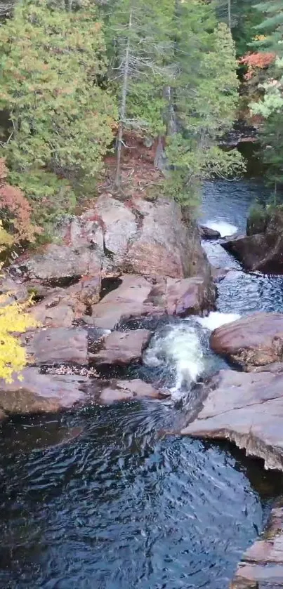 Tranquil autumn forest stream with colorful foliage.