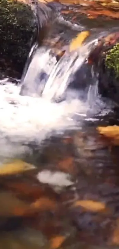 Serene autumn stream with leaves and moss-covered rocks.