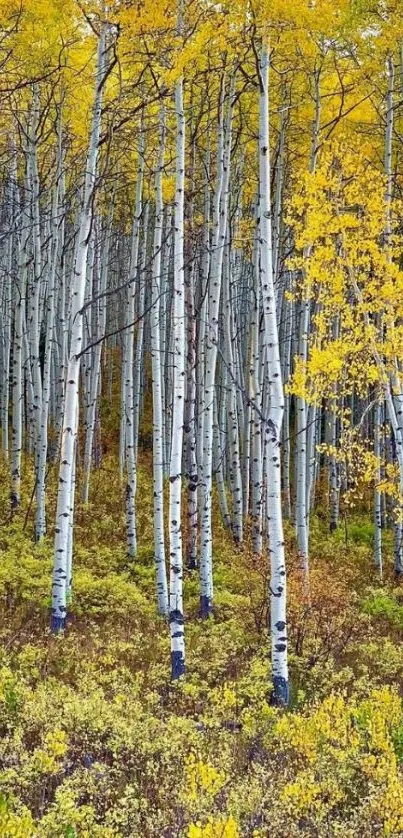 Serene autumn forest wallpaper with golden leaves and birch trees.