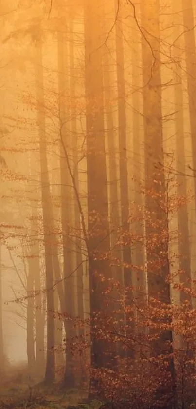 Serene autumn forest with fog and golden light.