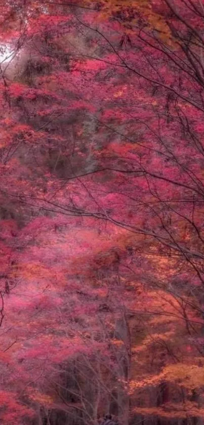 Man walking in vibrant pink autumn forest path.