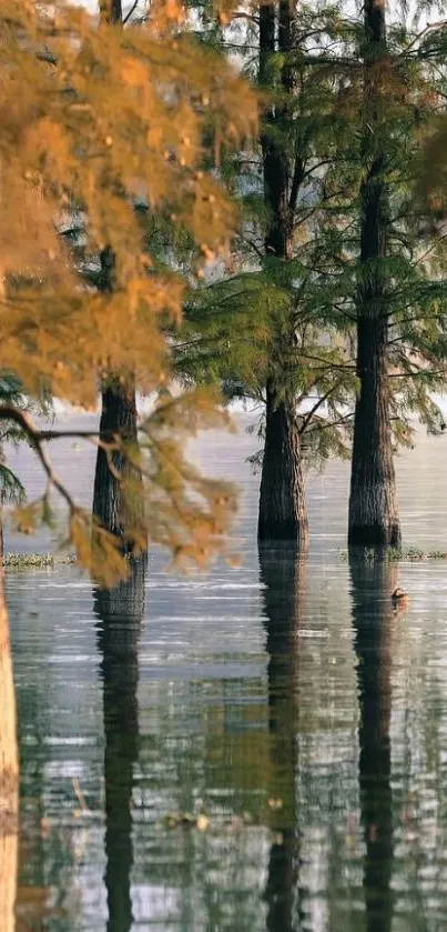 Tranquil forest scene with autumn reflections on a serene lake.