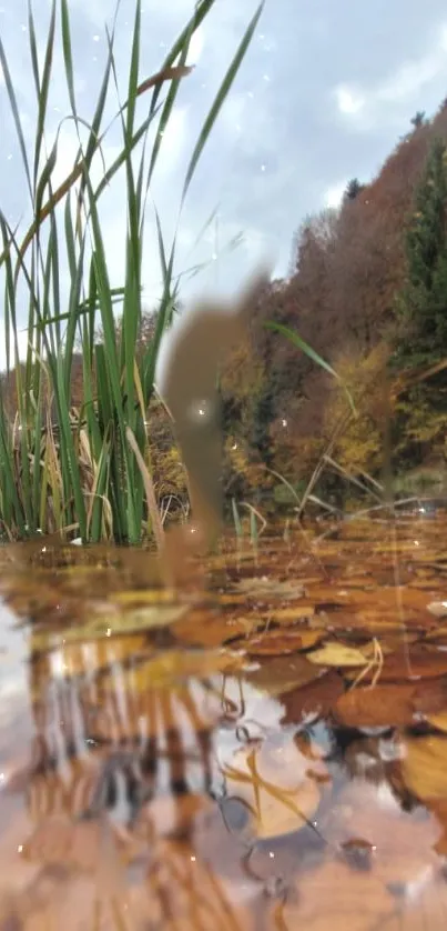 Serene autumn lake with reflections and vibrant foliage.