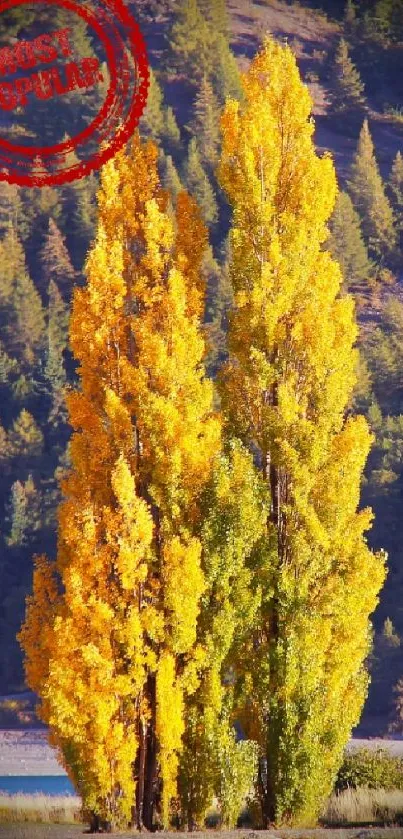 Autumn scene with yellow trees by a lake and lush green forest.