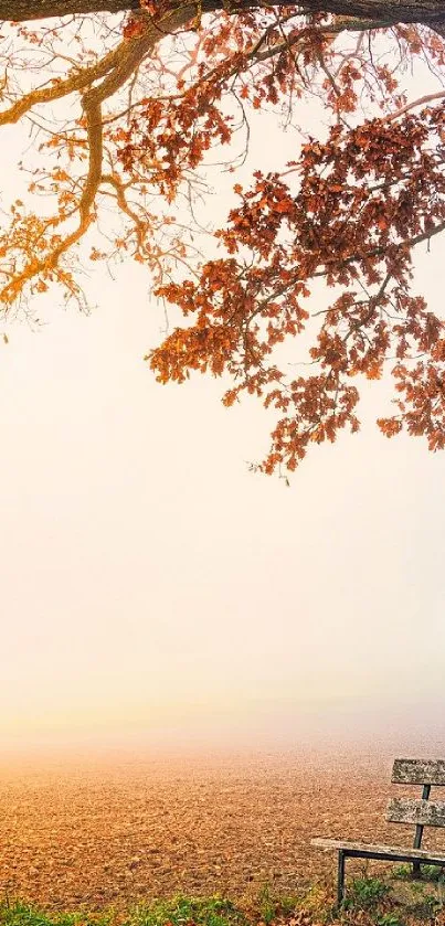 Autumn landscape with park bench and mist.