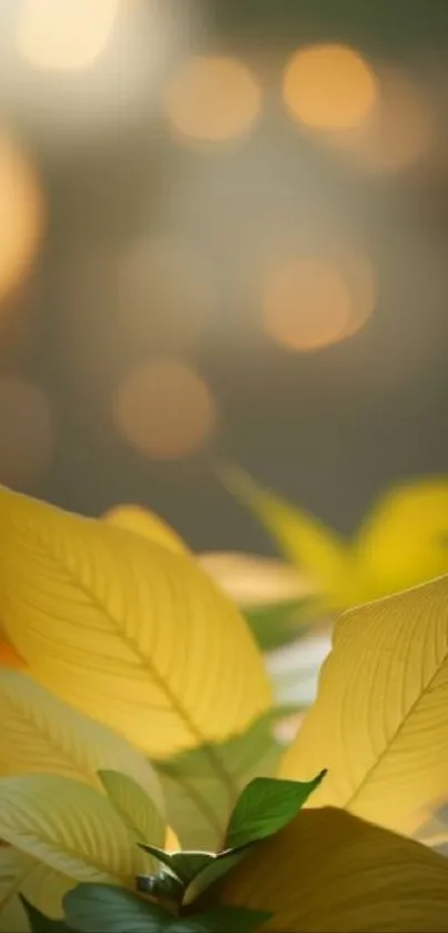 Golden autumn leaves with soft bokeh background.