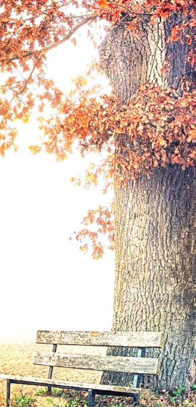 Wooden bench under tree with red leaves in autumn park.