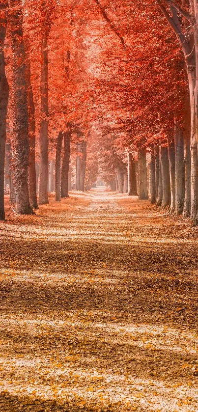 Serene autumn path with red trees wallpaper