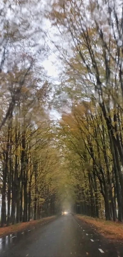 Serene autumn road with blurred trees and foliage.