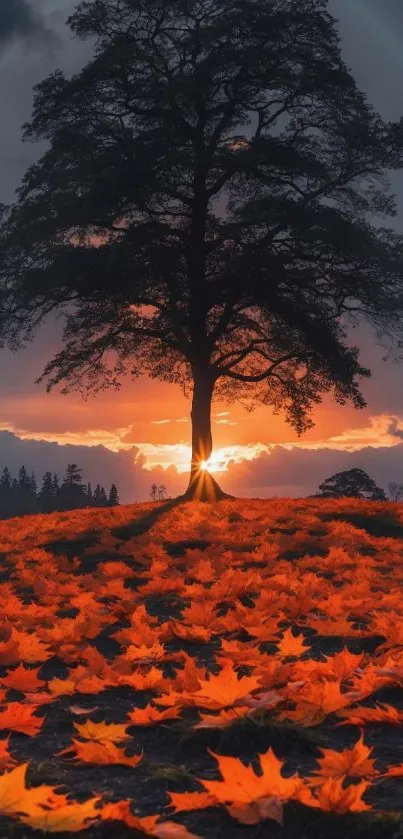 A silhouette of a tree at sunset with vibrant autumn leaves covering the ground.