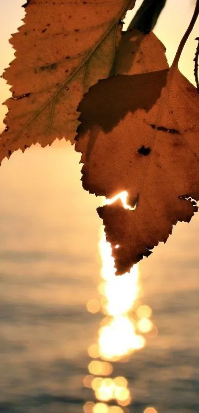 Autumn leaves with sunset reflection on water, creating a serene mobile wallpaper.