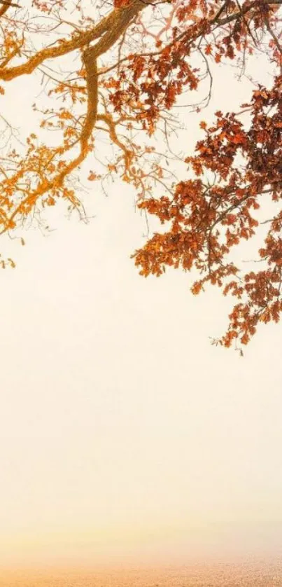 Golden autumn tree branches with misty background.