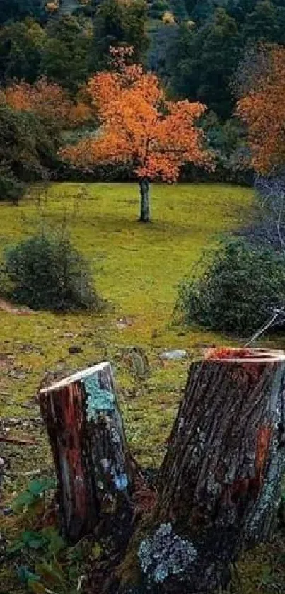 Autumn tree in lush forest landscape with logs.