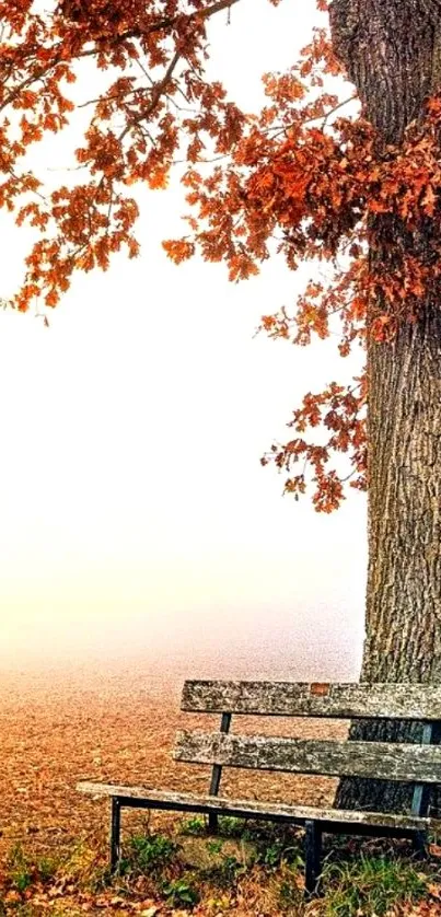 Autumn tree and bench on foggy day wallpaper.