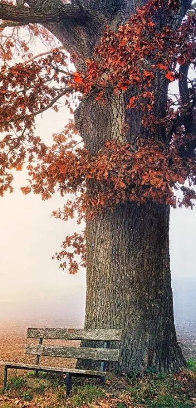 Serene autumn tree with bench in misty background.