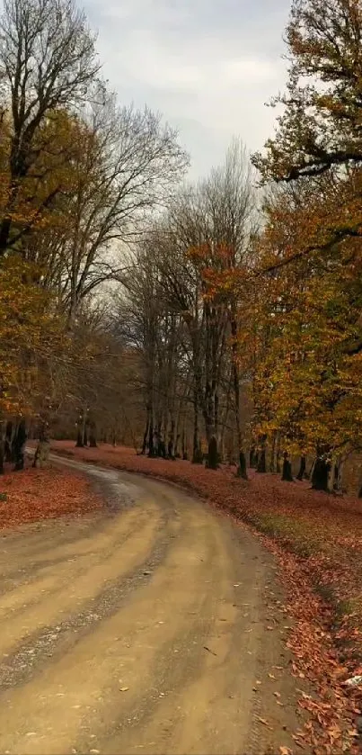 Autumn woodland path with colorful trees.