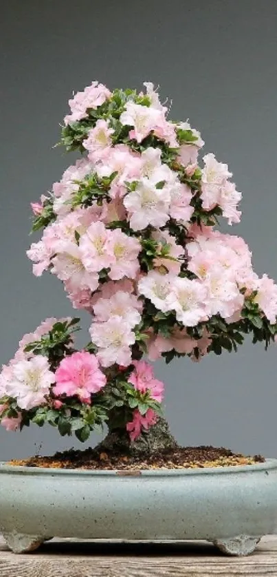 Blooming azalea bonsai mobile wallpaper.