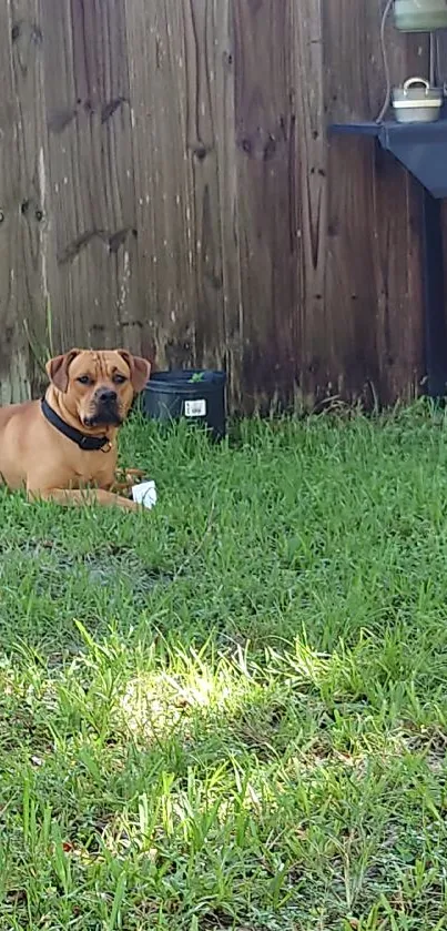 A dog relaxing on the grass in a sunny backyard scene.