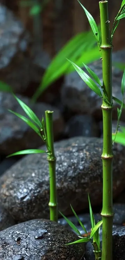 Bamboo and stones create a serene mobile wallpaper.