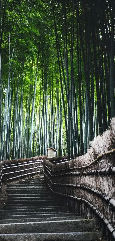 Peaceful path in a tall bamboo forest, evoking a sense of zen and tranquility.