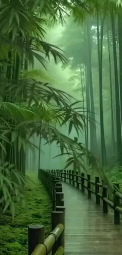 Serene wooden path in a lush bamboo forest.
