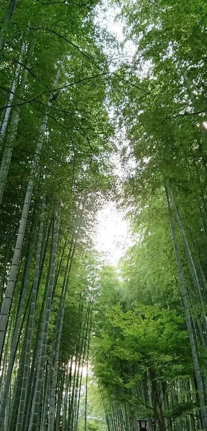 Serene bamboo forest pathway under lush green canopy.