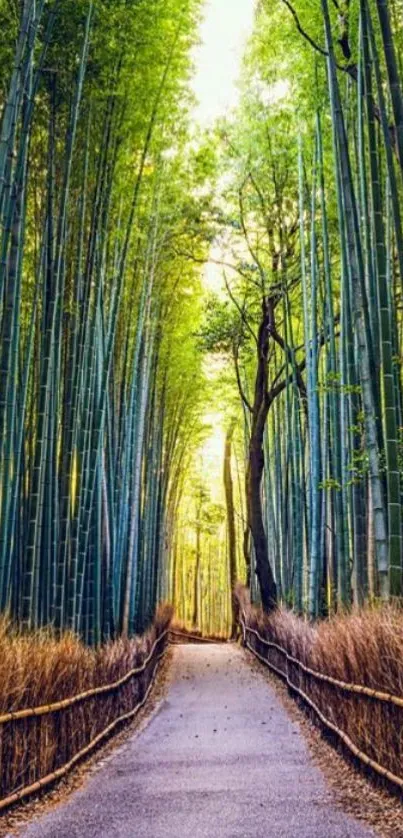 Bamboo pathway through a tranquil forest with lush green surroundings.