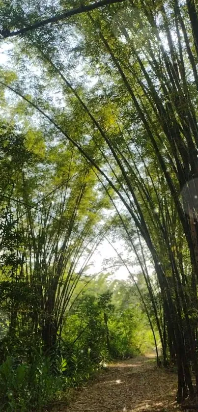 Serene bamboo forest pathway with sunlight filtering through.