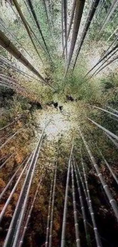 Bamboo forest reaching upwards in a serene and vertical mobile phone wallpaper.