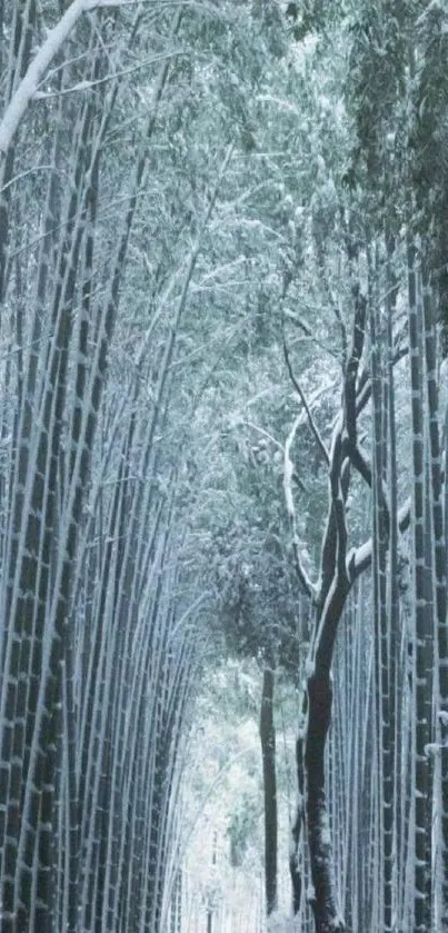 Serene and tranquil bamboo forest pathway wallpaper with lush green tones.