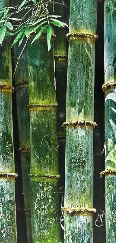 Serene image of tall bamboo stalks in a lush green forest.