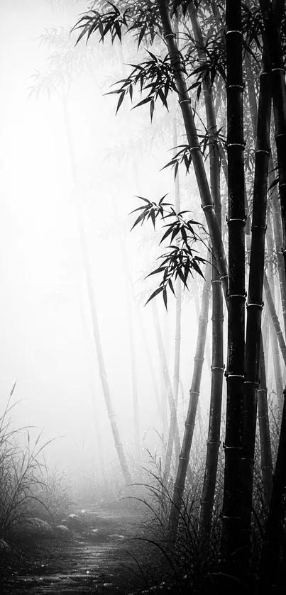 Black and white bamboo forest in misty ambiance.