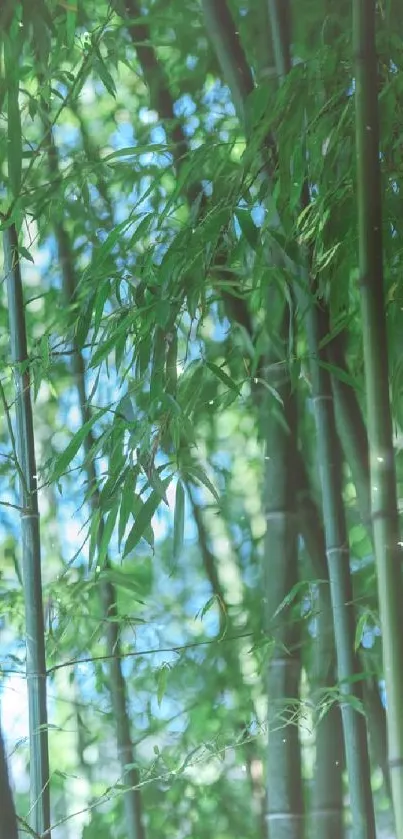 Lush green bamboo stems forming a serene forest backdrop.