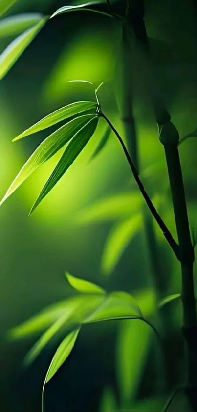 Green bamboo leaves with serene lighting.