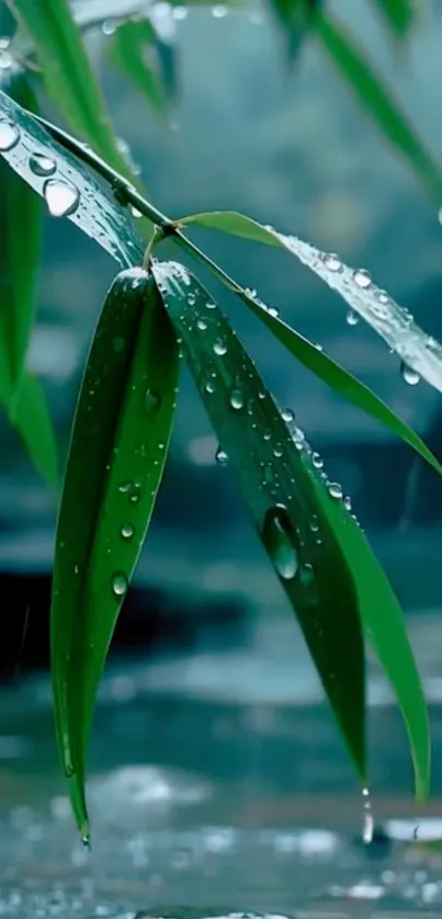 Close-up of bamboo leaves with raindrops on a serene background.