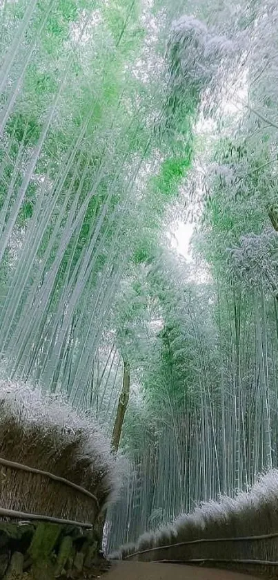 Path through a serene bamboo forest with green hues.