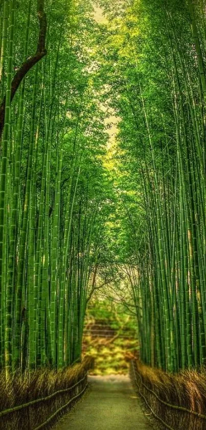 Lush green bamboo forest path with sunlight filtering through.